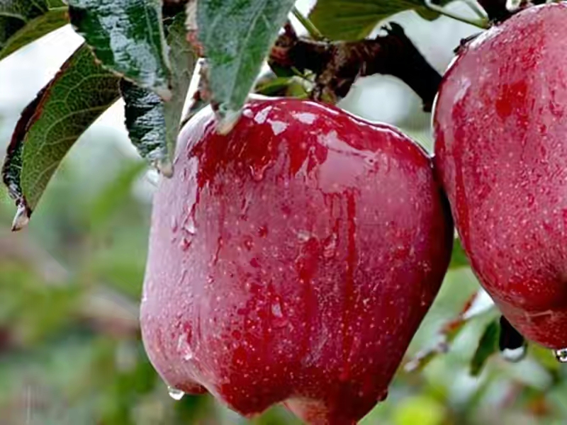 全国哪里的苹果最好吃,全国哪里的苹果最好吃又甜又水灵
