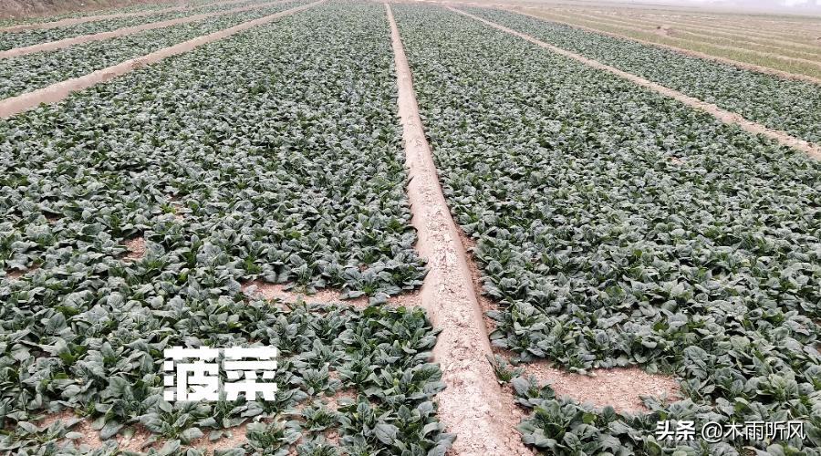 菠菜叶子黄和死根怎么办,菠菜叶子黄是缺什么