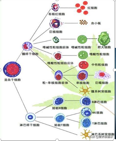 孩子经常生病怎么办？别着急寻药，最大的调节方在这