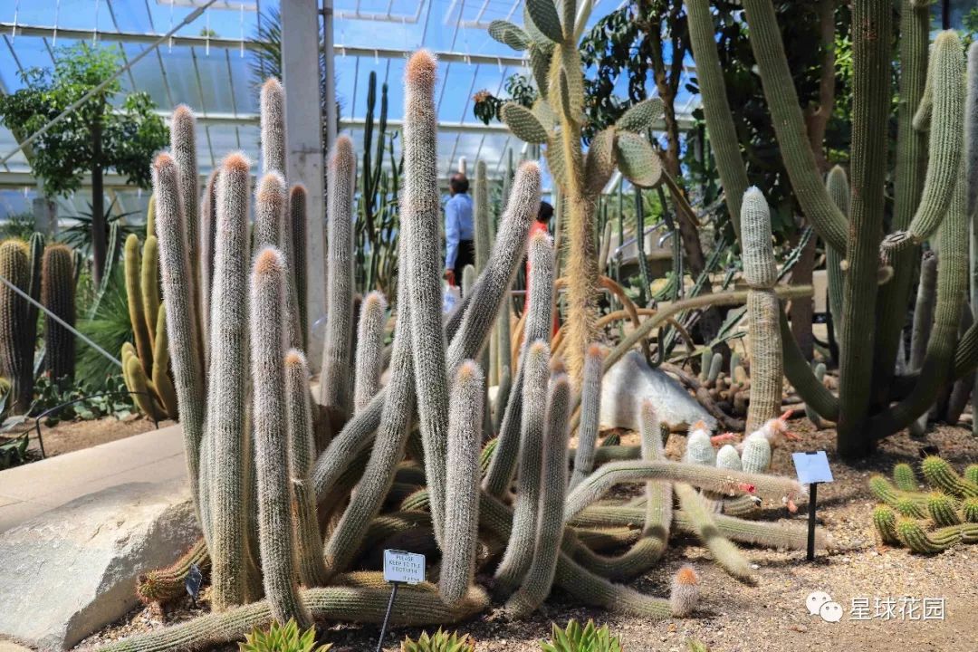 二木带你游花园|邱园（kewgarden）离我们到底有多远？