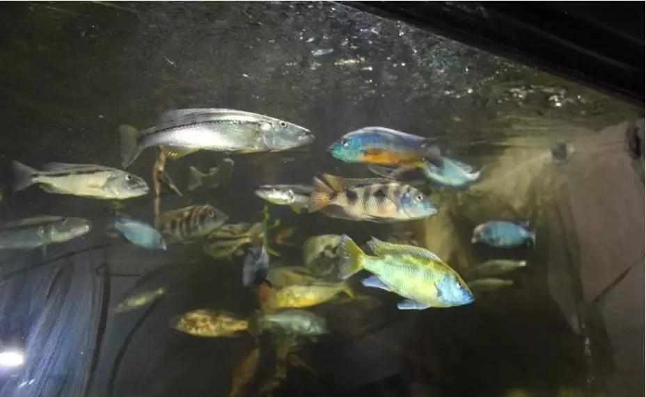 自己做大型水陆缸,在家自己打造一个沙漠缸