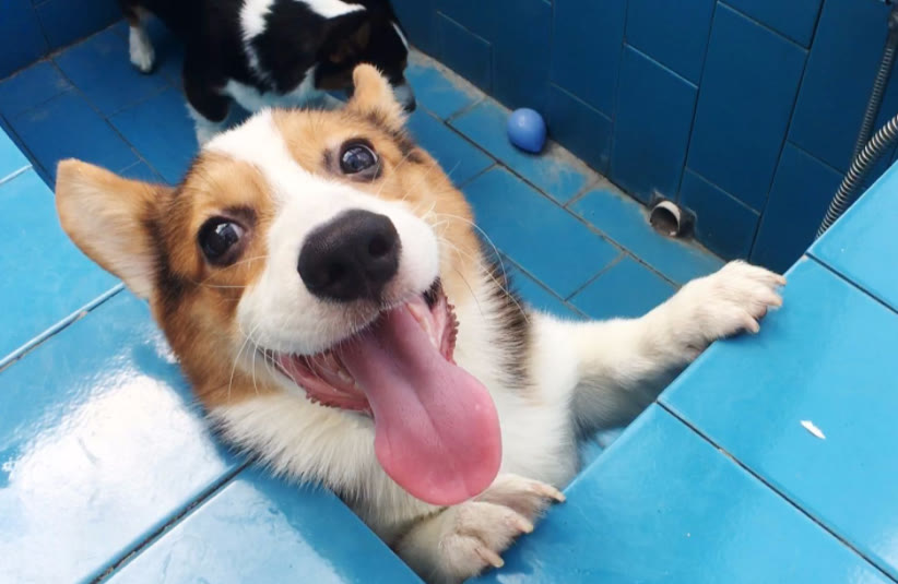 柯基犬要多少钱才能买,十个要点告诉你挑选柯基犬的方法