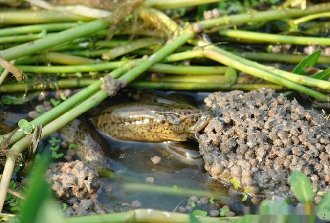 网箱混养鱼塘最佳搭配,鱼塘可以网箱形式养鱼么