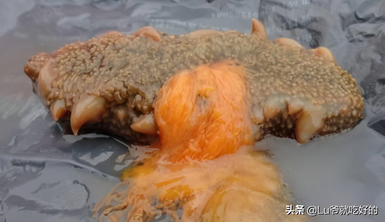 加拿大北极海参花好吃吗,加拿大海参无参花