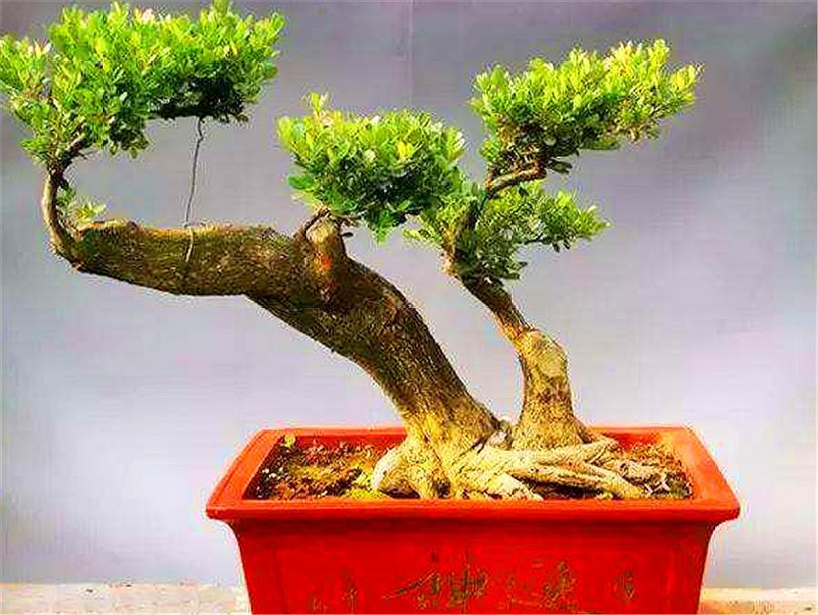 皱皮黄杨烂根了还有补救方法吗,黄杨盆景失枝的原因是什么