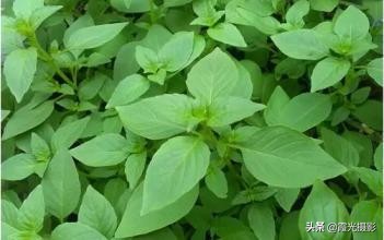 猫咪薄荷的日常,猫咪喜欢的猫薄荷推荐