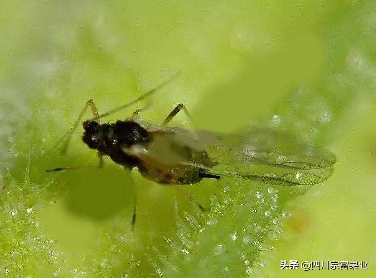 梨树上有卷叶蚜打什么药,梨蚜用什么农药防治