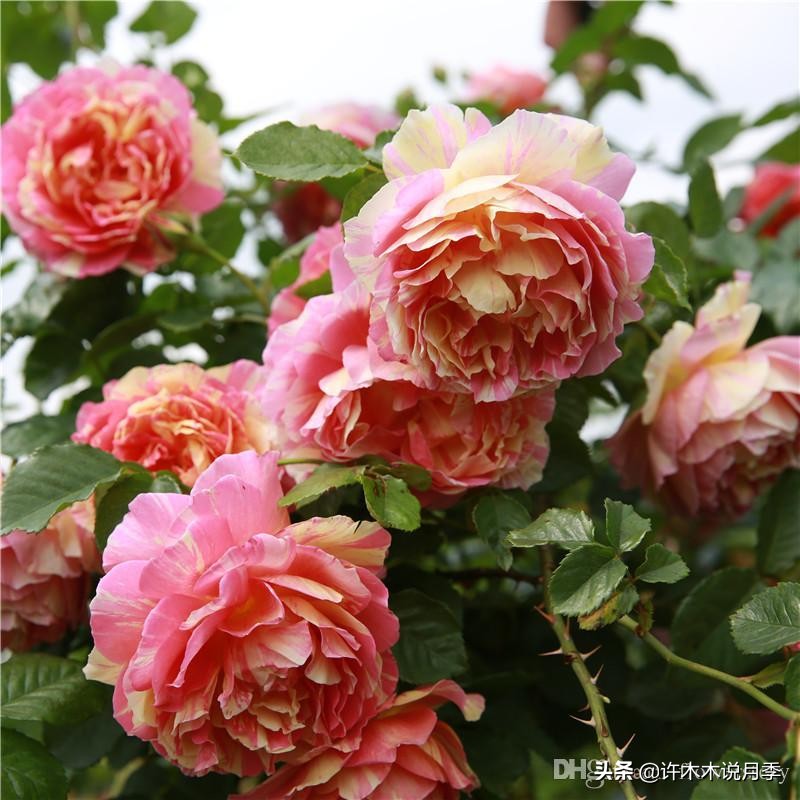 什么花藤好养又常年开花,花期长好看又好养的藤花