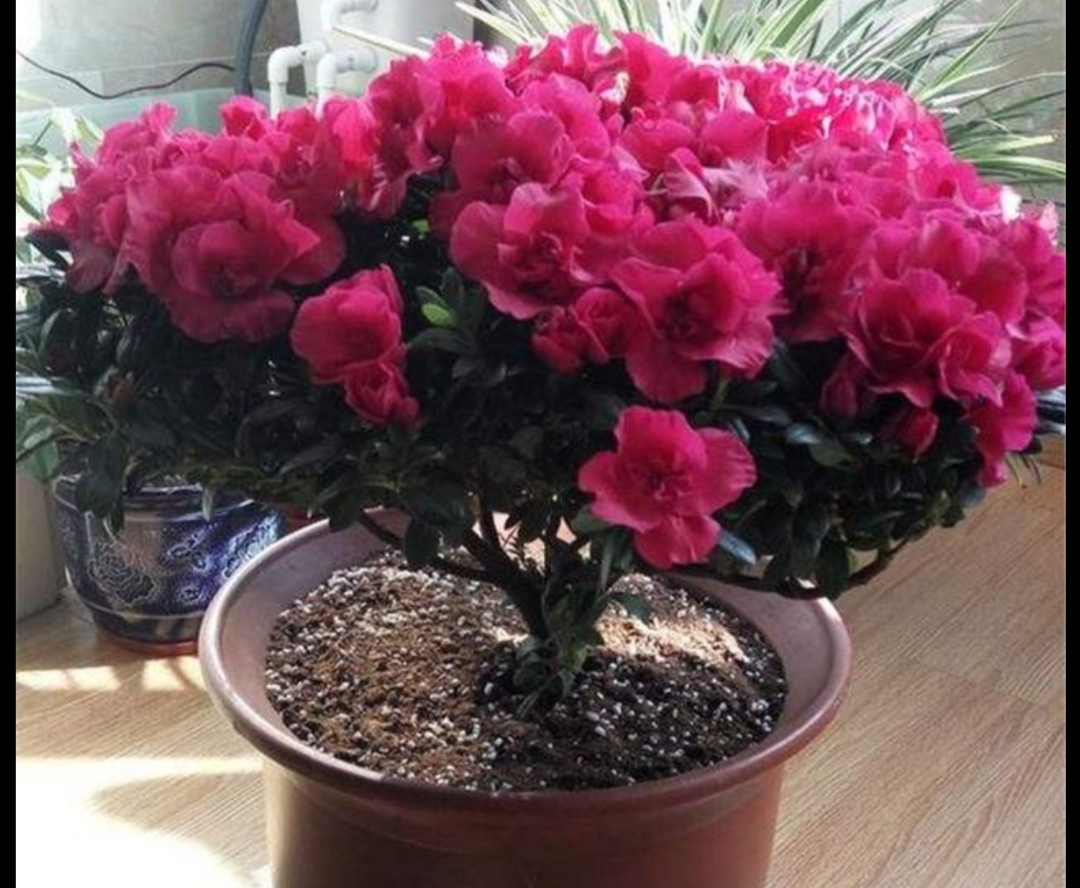 杜鹃有黄叶怎么回事,盆养杜鹃黄叶花朵未开枯萎