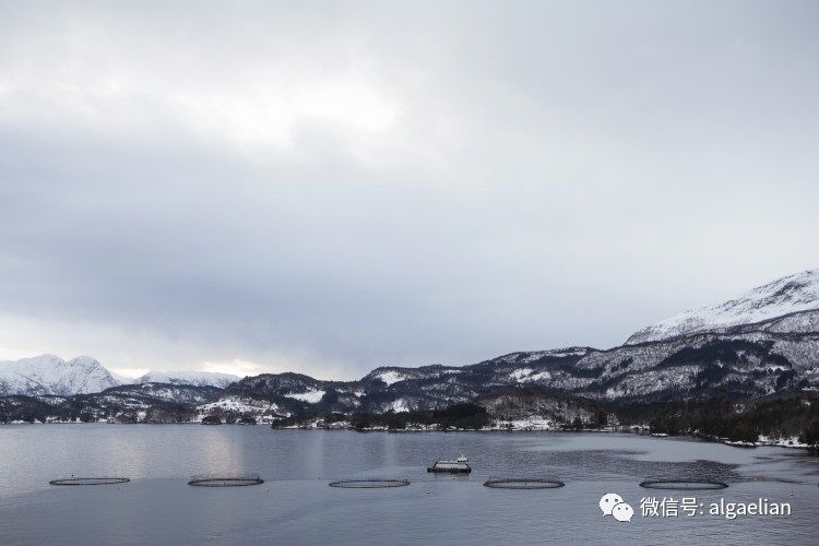 德国零售商将海藻油喂养的鲑鱼放在货架上
