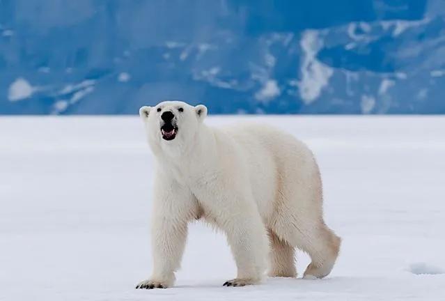 世界各地的图腾代表图片,世界各个国家的图腾分别是什么