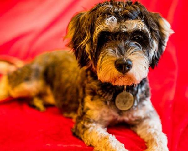 一个主人很久没有给狗喂食物,雪纳瑞拒绝喂食