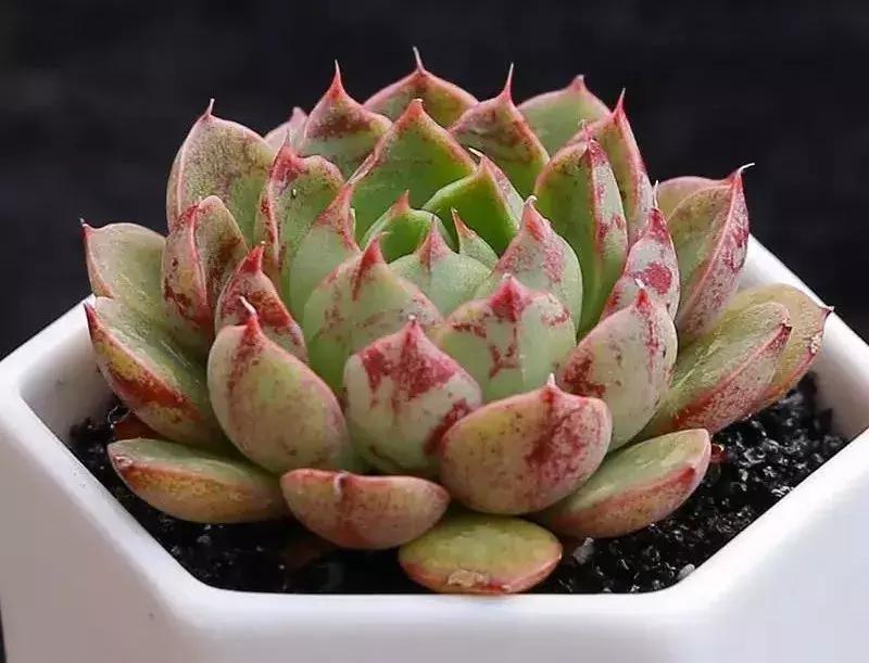 圣路易斯多肉,多肉植物科普课件图片