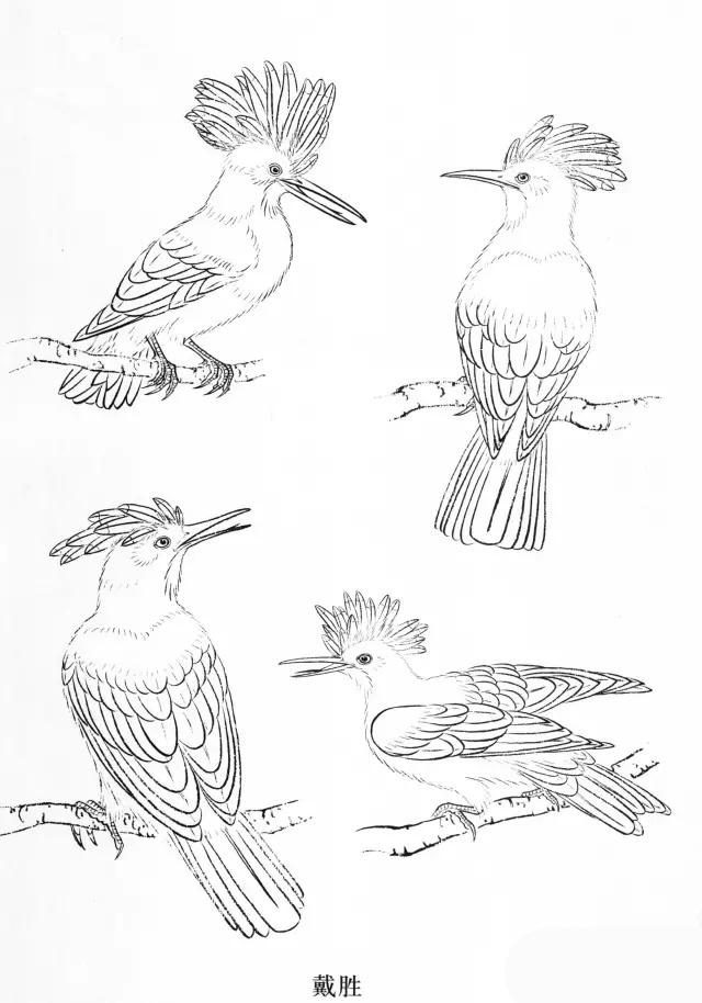 工笔画飞禽画法,工笔飞禽画谱教程