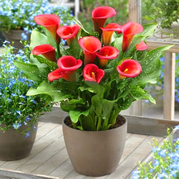 马蹄莲开花的方式,马蹄莲开花后的养殖方法