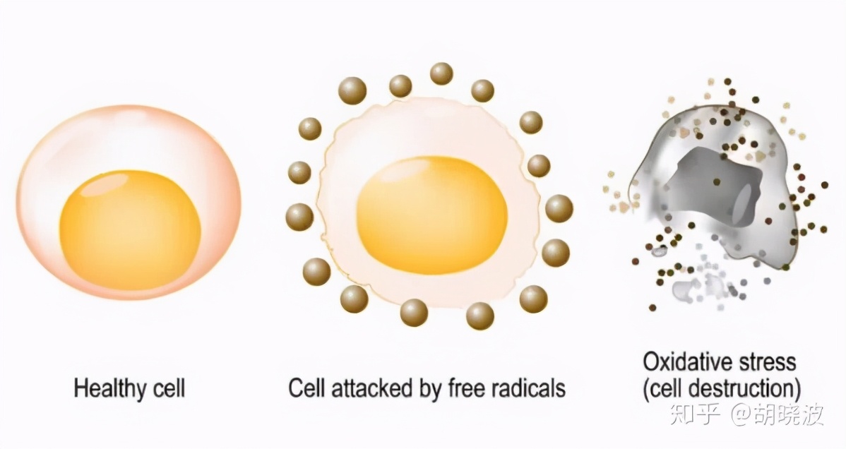 左旋c超强抗氧化剂,超强抗氧化剂木酚素