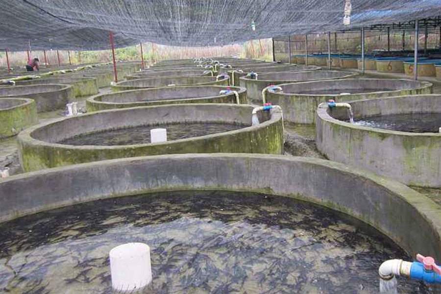 鲟鱼怎样养吃什么料,鲟鱼怎么喂养