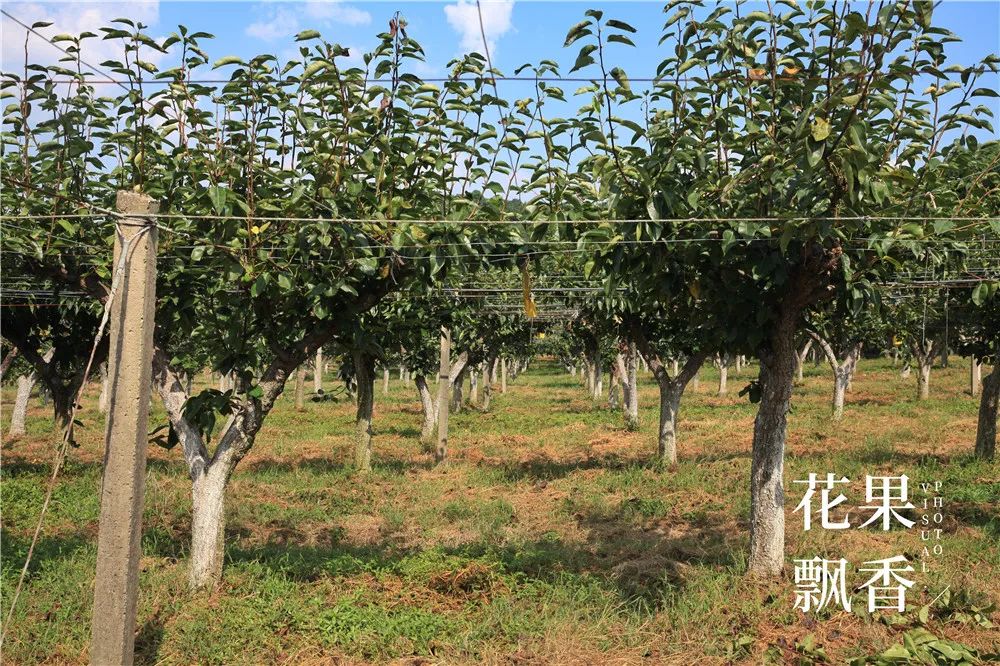 农业十个投资九个坑,农业有很多坑