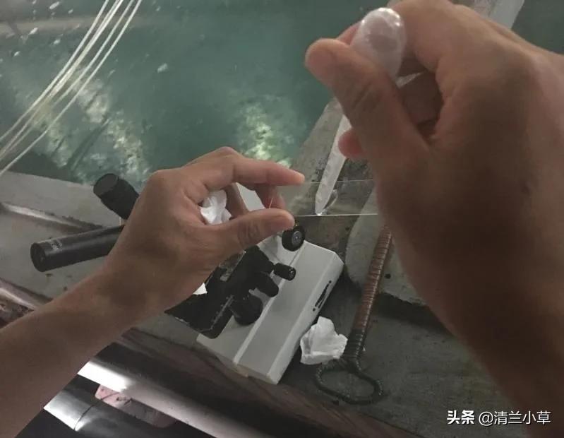 珍珠的知识图片大全,珍珠最全知识