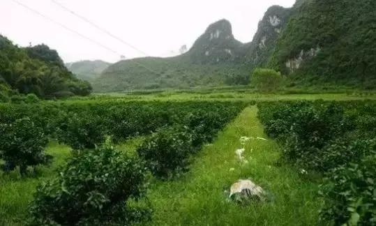 沙糖桔种植成本及利润,柑橘价格低迷的商机