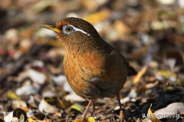 如何判断画眉鸟叫的好坏,如何判断画眉鸟食好不好
