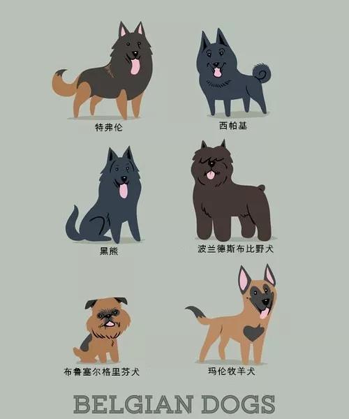 最常见狗狗品种大全及图片,中国常见的狗狗品种及图片大全