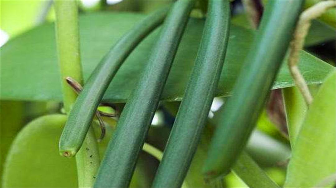 香草的味道原本是臭的？还是世界上最贵的香料，太出乎意外了