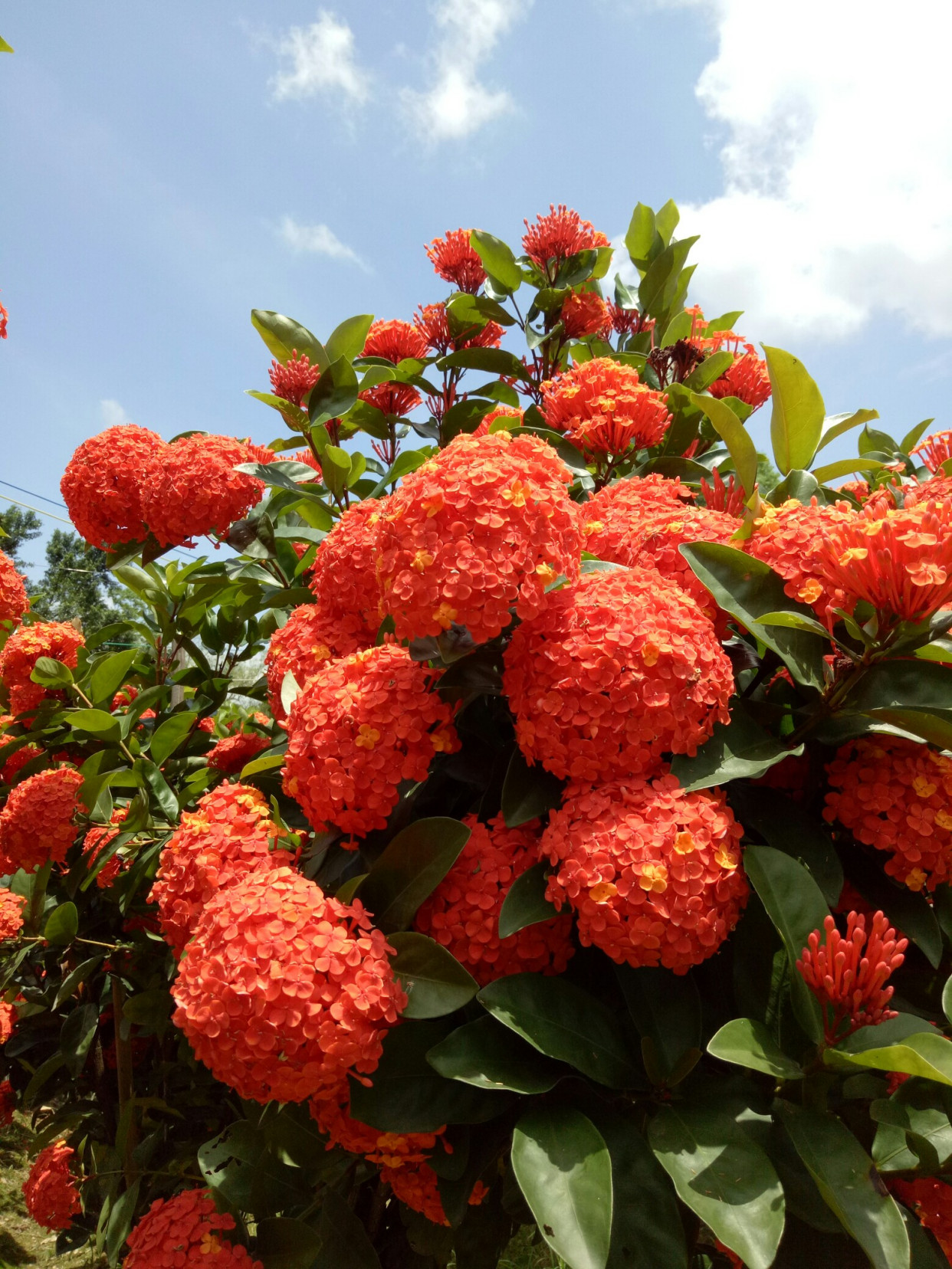 绿化带常见植物名称及图片,100种绿化带或路边常见的花草