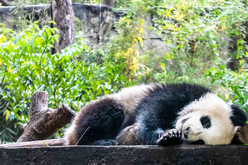 广州长隆野生动物世界的游玩攻略,广州长隆野生动物世界一日游回顾