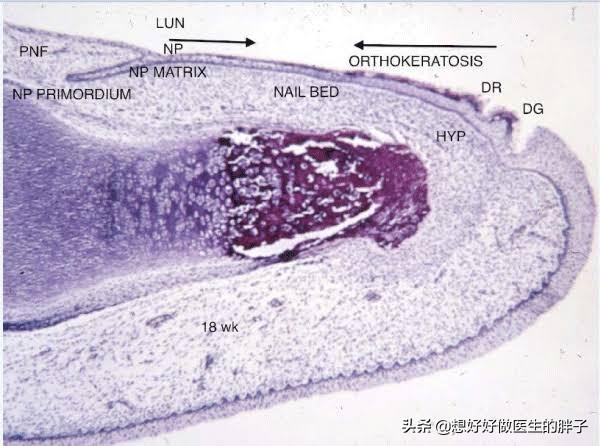 夏日女神们钟爱的美甲安全吗？指甲是如何生长的？医生告诉您