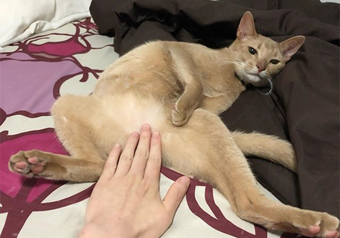 猫咪好奇的看铲屎官,猫咪喜欢对着铲屎官喷口水