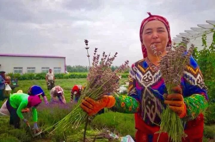 东方普罗旺斯薰衣草,伊犁的薰衣草哪个最大