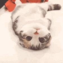 猫咖越来越受欢迎的原因,为什么年轻人喜欢去猫咖