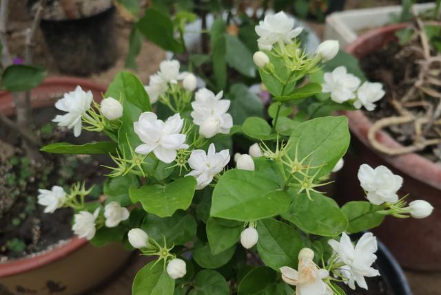茉莉花浇水多烂根落叶怎么补救,茉莉花烂根后怎样处理才能长新根