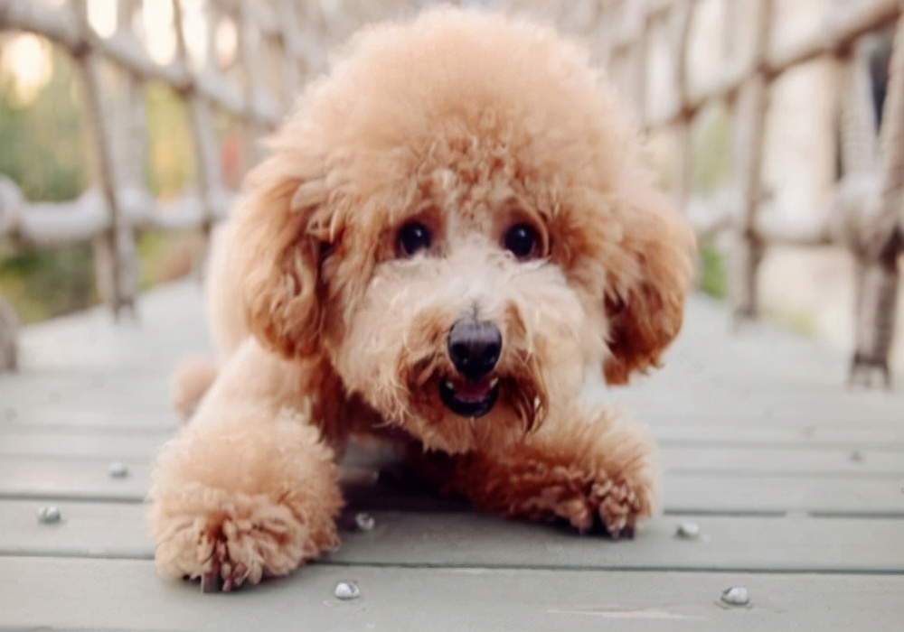 狗狗的尿尿有血怎么回事,狗狗没有什么症状尿尿出血