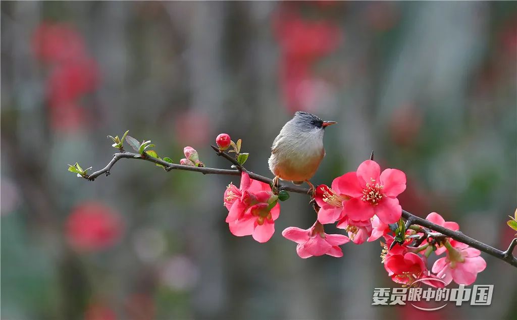 美丽中国中国篇,美丽中国双碳有我主题范文800字