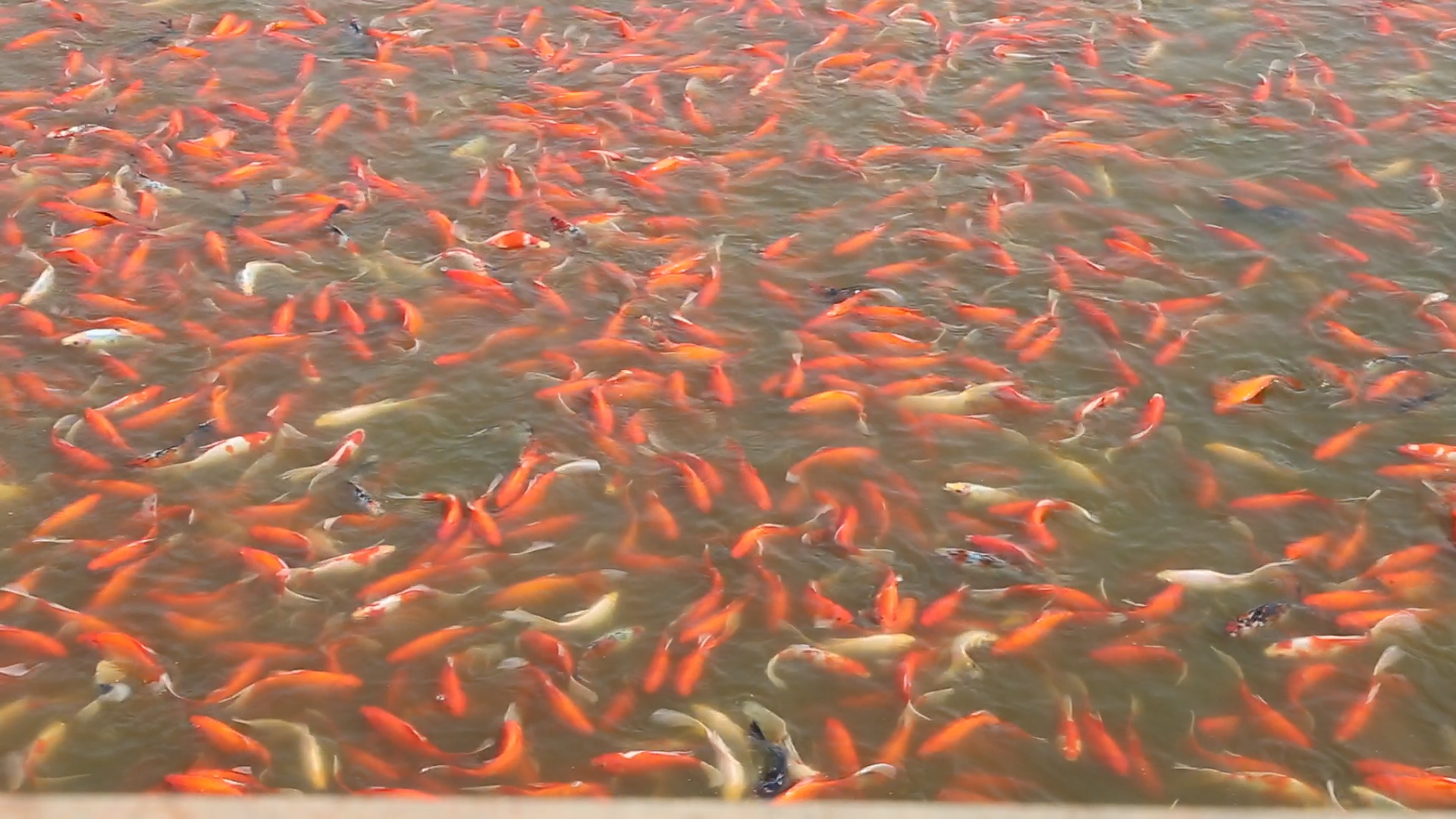 养鱼最长久的方法,养鱼小技巧让鱼百年不死