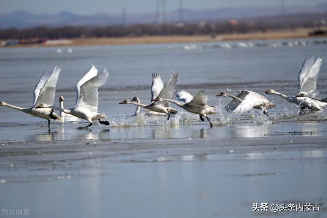 寻梦草原歌曲完整版,寻梦草原