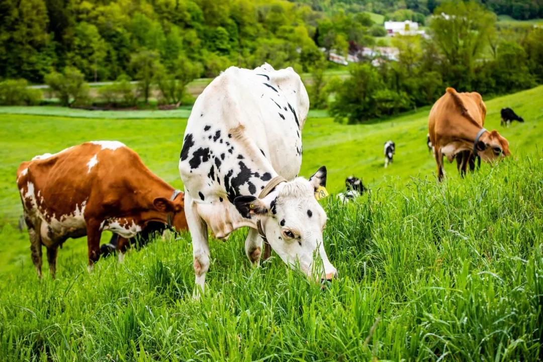 中产阶级的饮食,中产喝什么奶
