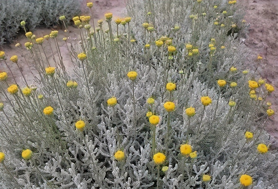观花草本植物推荐,最具观赏性的观叶植物