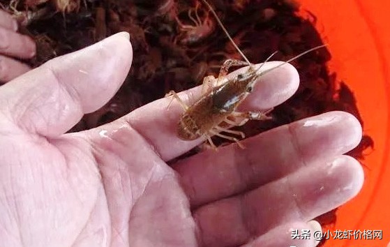 澳洲淡水龙虾养殖利润大吗,大棚养殖龙虾一亩成本与利润