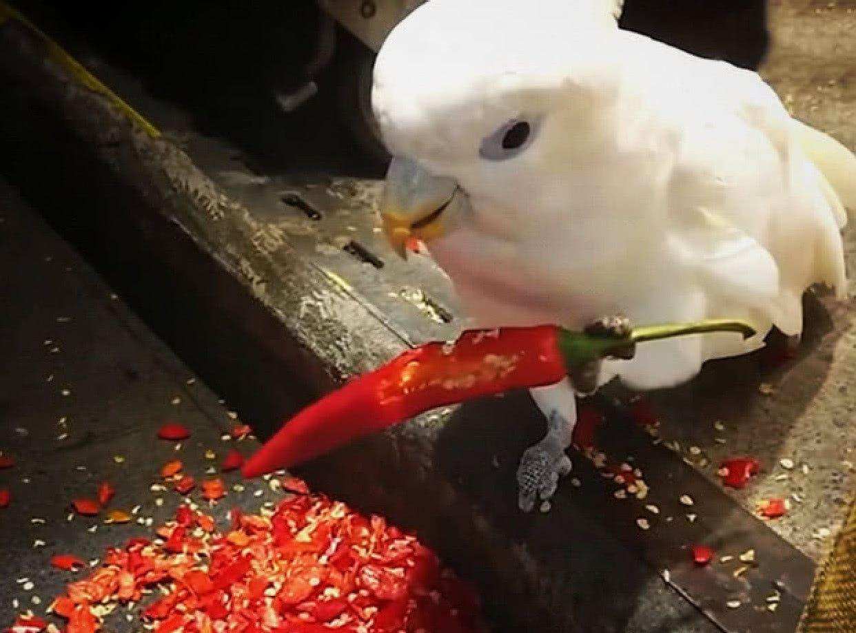 世界上最辣的辣椒辣王敢挑战吗,人类吃世界上最辣的辣椒