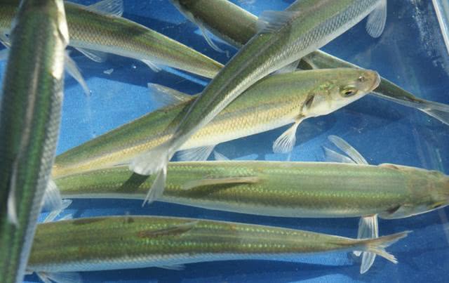 淡水鱼什么鱼吃起来口感最好,公认最好吃的7种淡水鱼