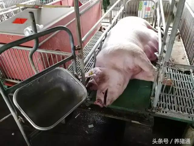 猪场猪病治疗,猪场消毒剂过敏怎么办