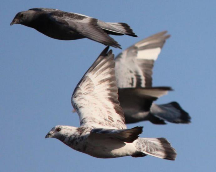 信鸽越老出的幼鸽越好吗,信鸽迟归的原因