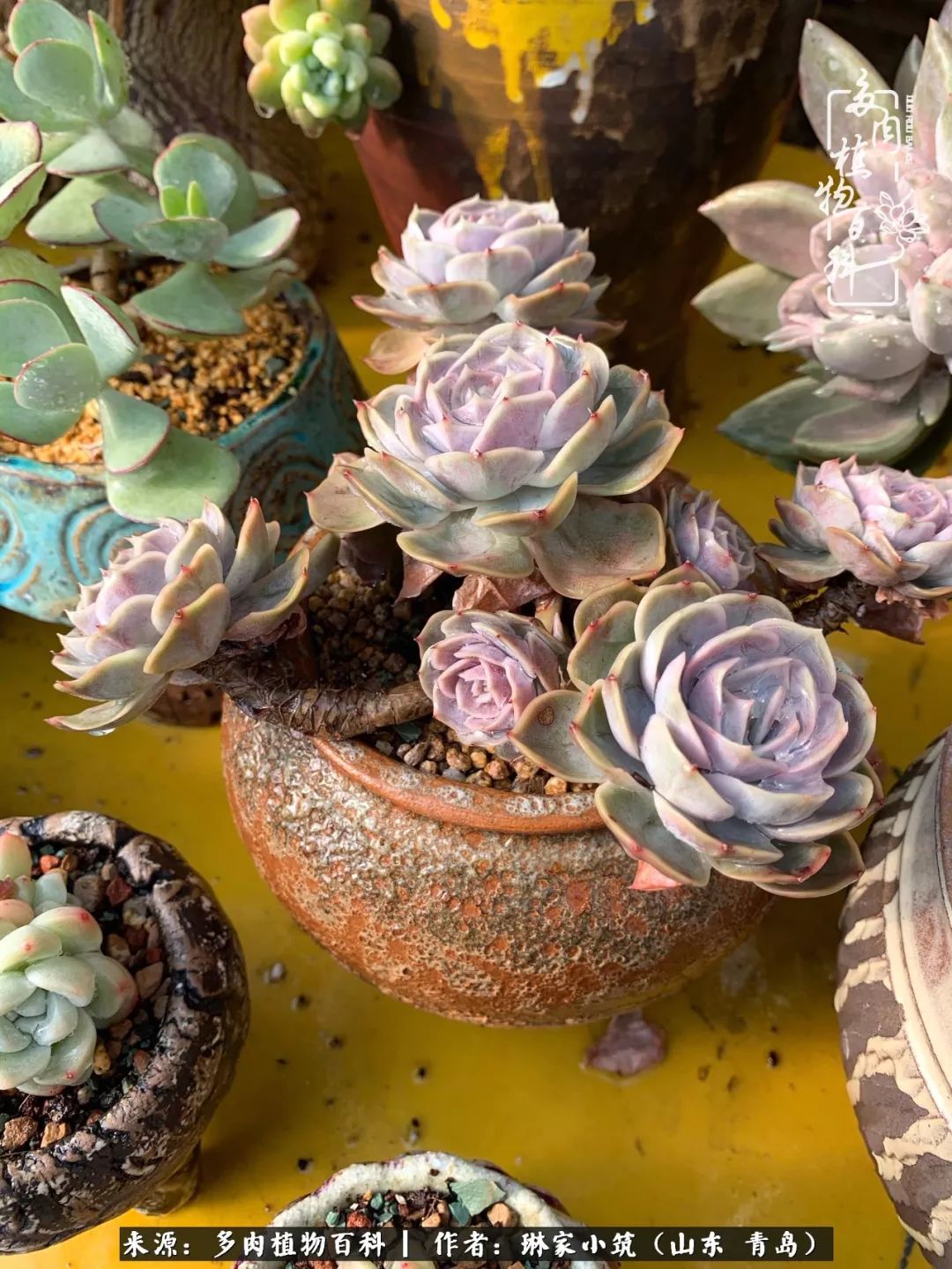 多肉冬季搬进屋里前需要浇水么,多肉过冬