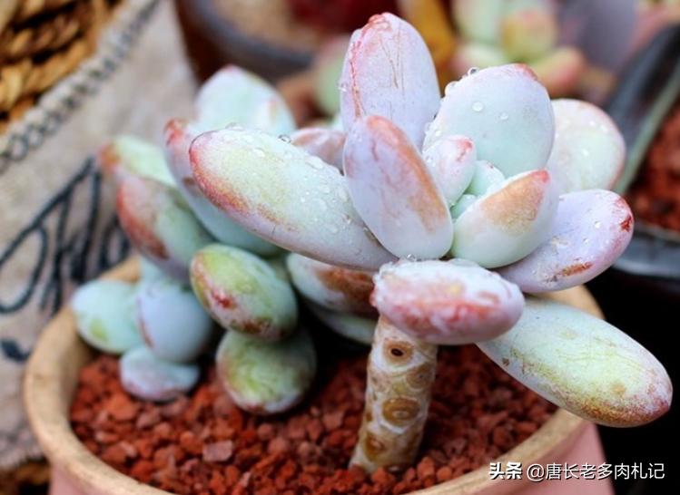 雪美人多肉过程,雪胖子多肉