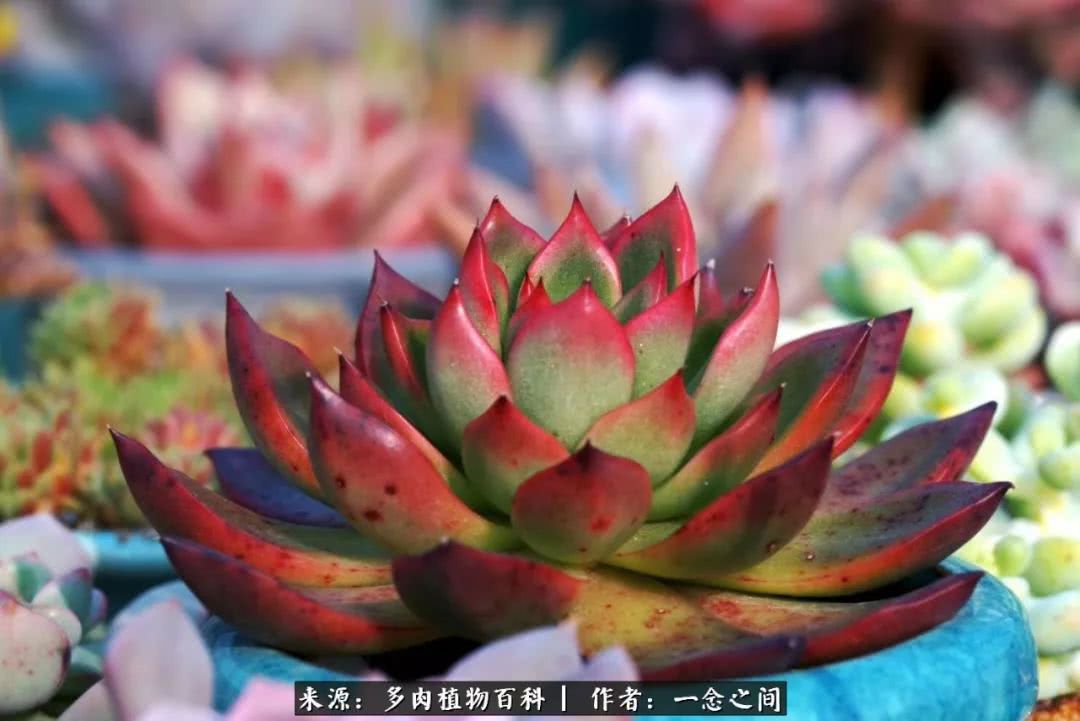 多肉牛群里的“七福神”（下）：男神篇！