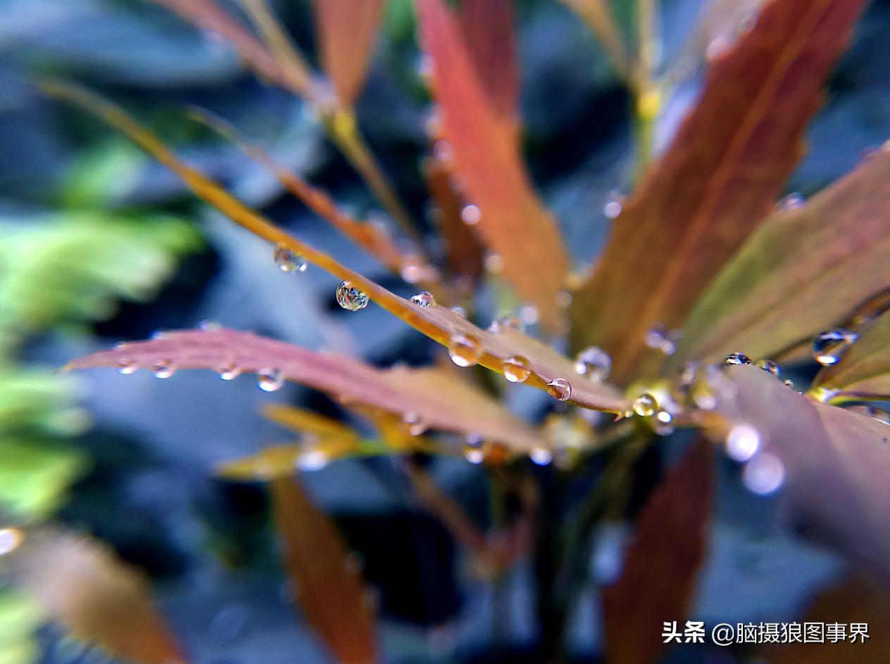 华为手机拍照微距怎么设置,手机微距拍摄技巧大全