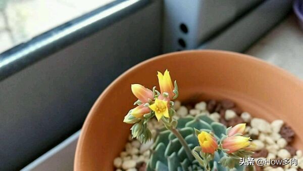 初夏已经到来,初夏已来临了